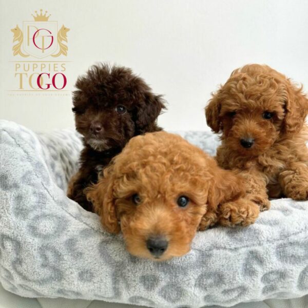 How to buy a puppy online without getting scammed?
