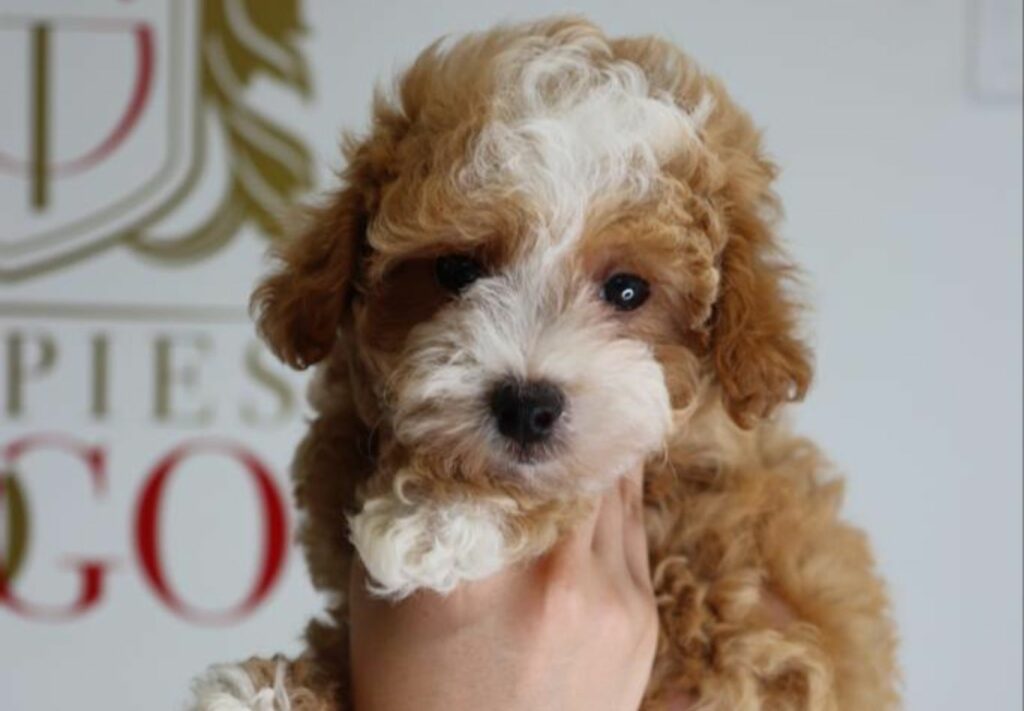 Toy Poodle for Sale Adorable Puppies for Sale: Yorkies, Schnauzers, Poodles, and More at Puppies To Go