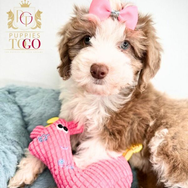 Looking for an adorable Aussie Poo Puppy? Visit Puppies To Go INC Puppy Financing