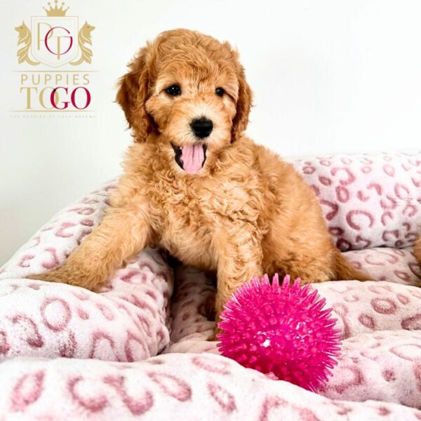 Mini Goldendoodle Puppies: Your Perfect Furry Companions Puppies in Miami Dogs for Sale in Miami