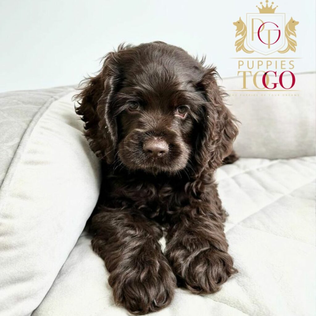 Cocker Spaniel puppies for sale at Puppies To Go INC