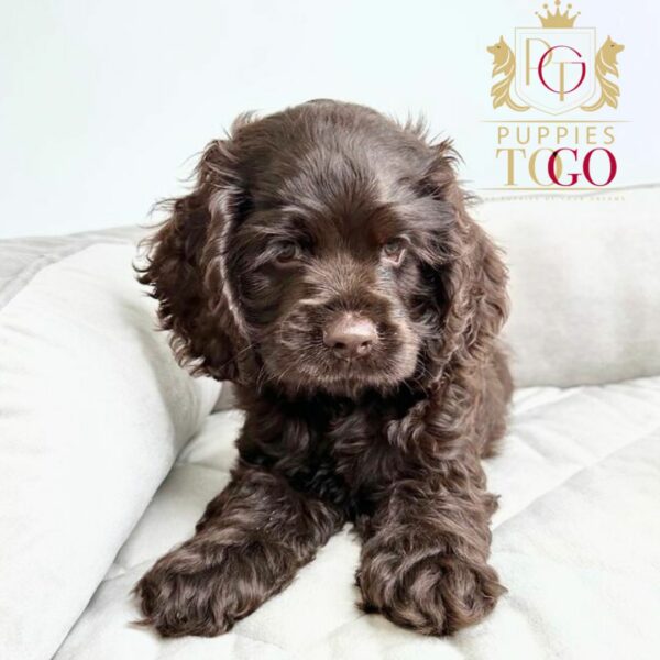 Puppy Near Me for Sale Cocker Spaniel puppies for sale at Puppies To Go INC