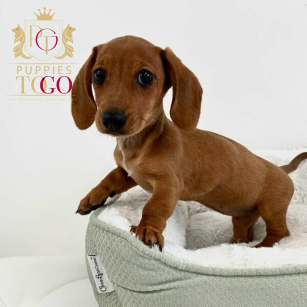 Why Choose Our Dachshund Puppies for sale in miami