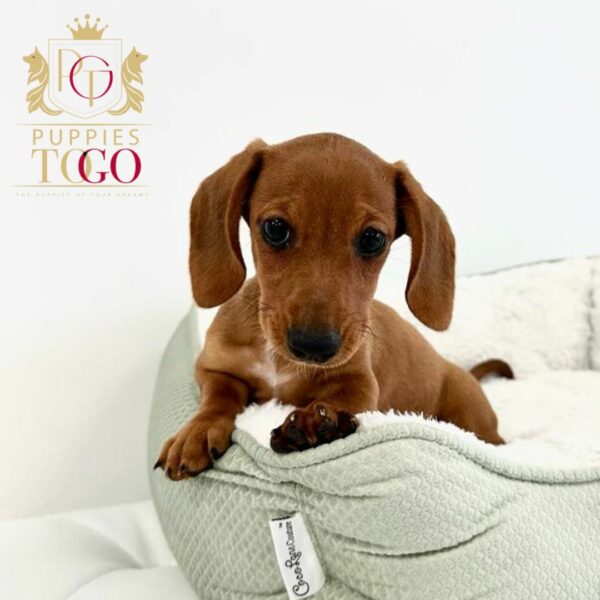 Why Choose Our Dachshund Puppies