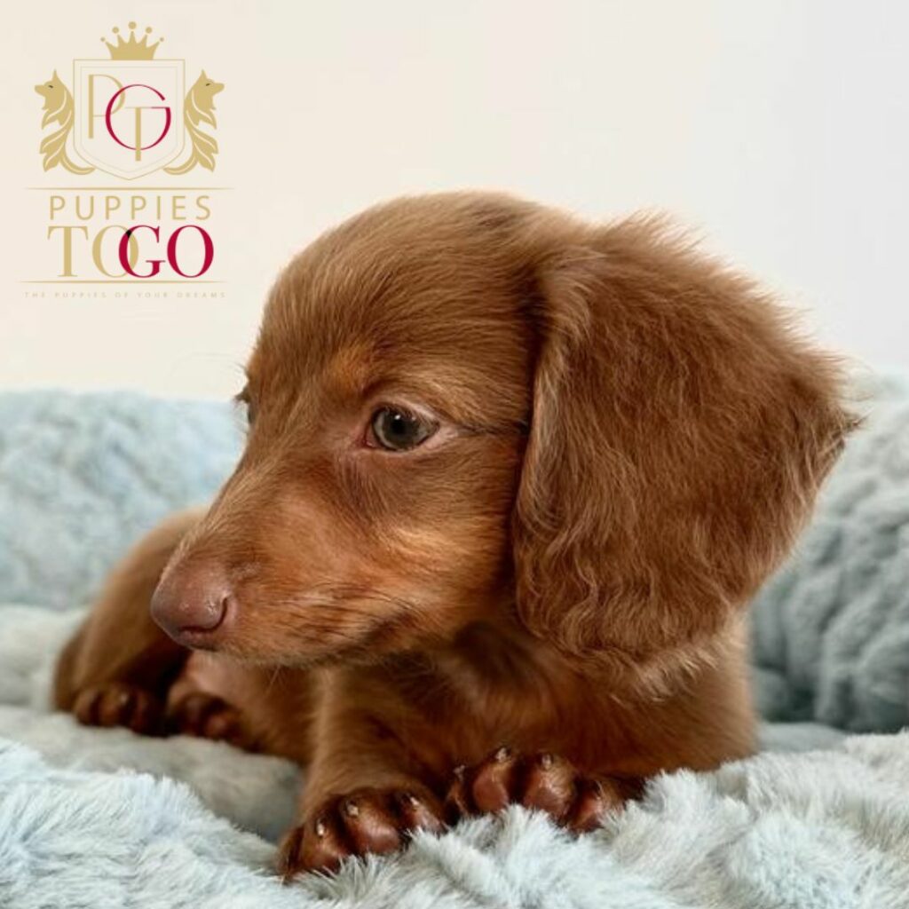 Mini Dachshund for Sale Puppy Near Puppy for Sale Dachshund puppy for sale miami