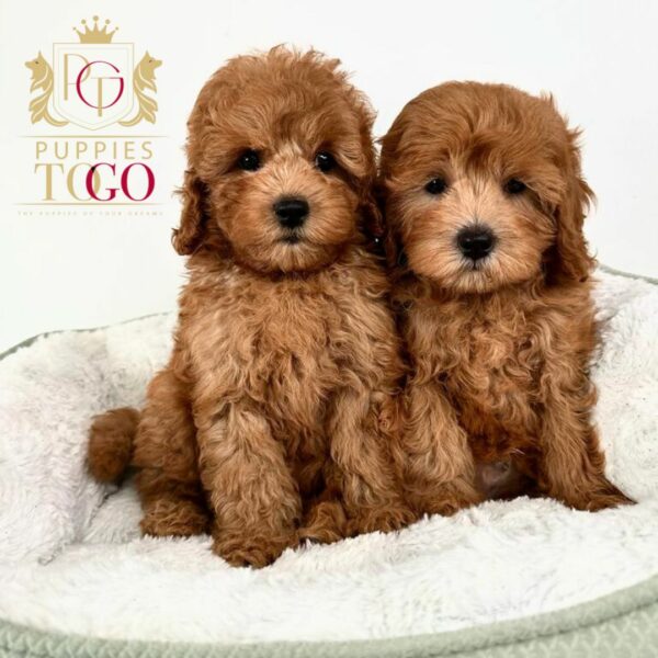 Puppies on Sale Near Me Cavapoo Puppies for Sale