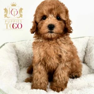 Cavapoo Puppies for Sale