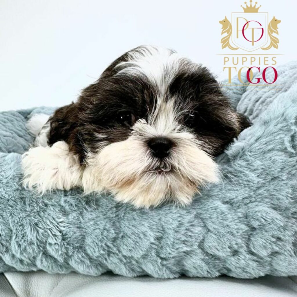 Discover adorable Shih Tzu puppies for sale at Puppies To Go INC