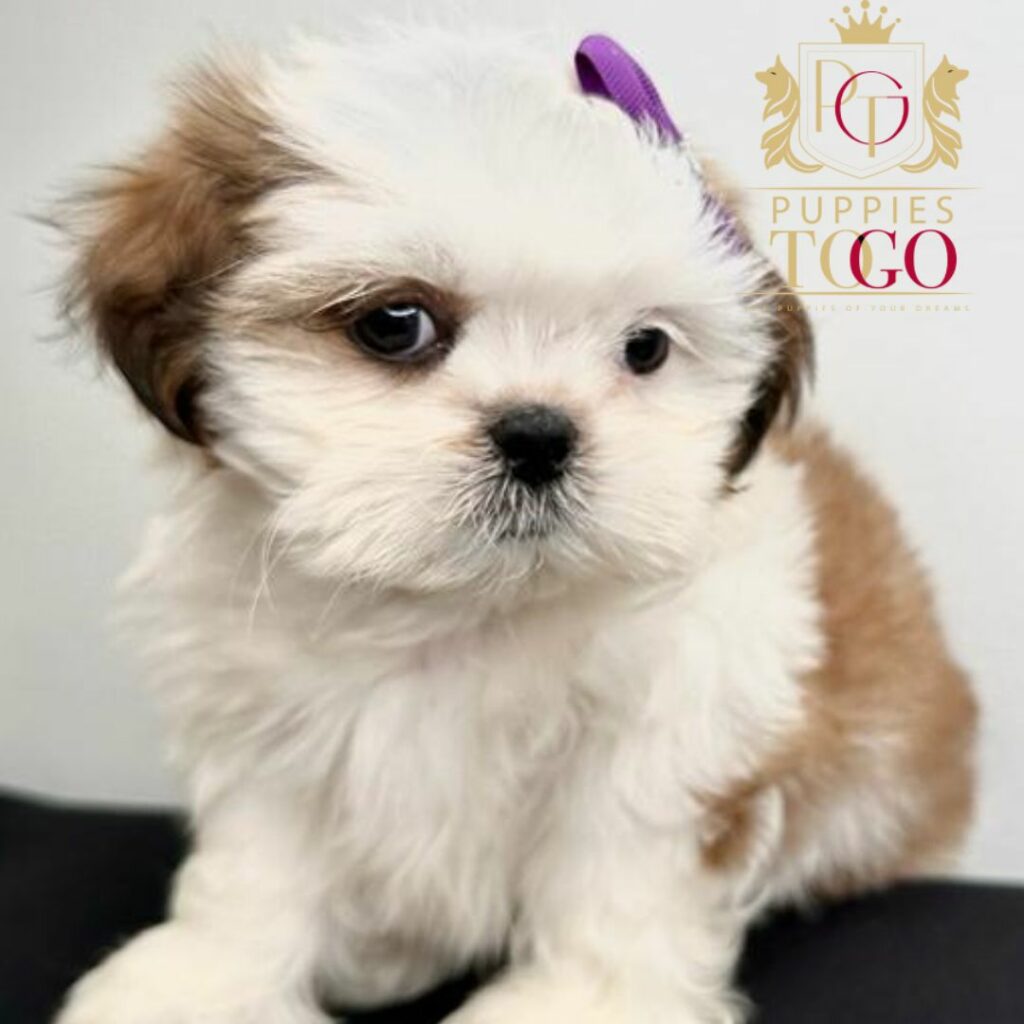 Financing a Puppy Discover adorable Shih Tzu puppies for sale at Puppies To Go INC