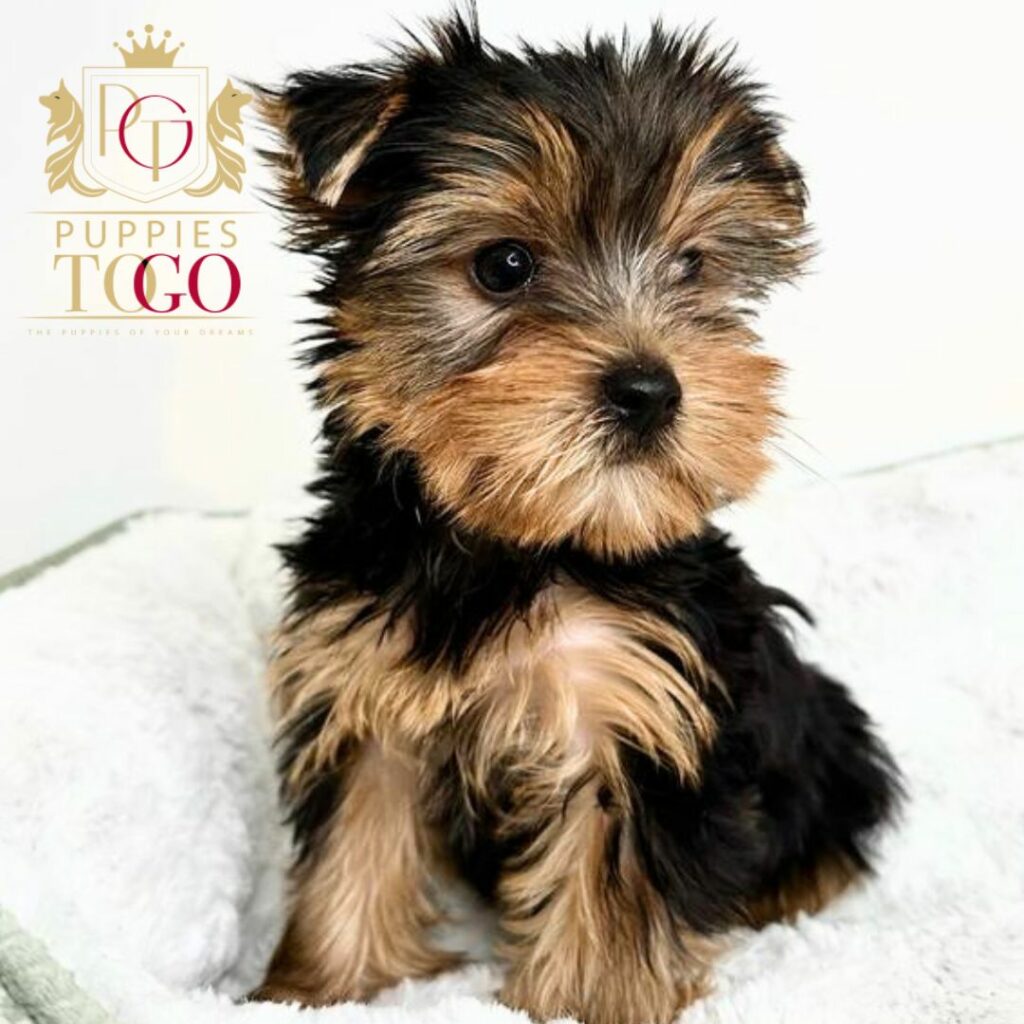 Miami Puppies for Sale Yorkie Puppies for Sale Miami 