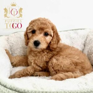 Mini Goldendoodle Puppies: Your New Furry Adventure Finding Puppies for Sale Near Me