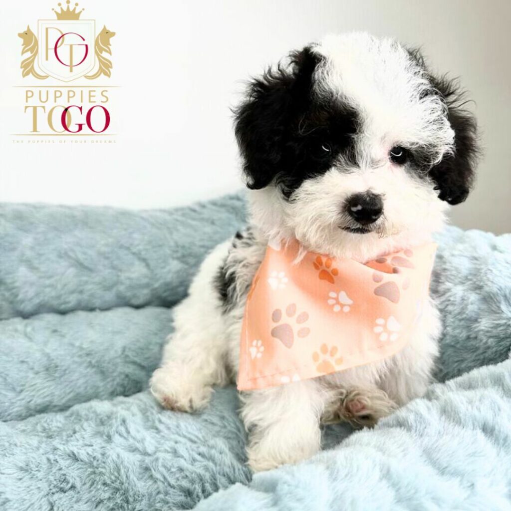 Discover adorable Havapoo puppies at Puppies To Go INC!