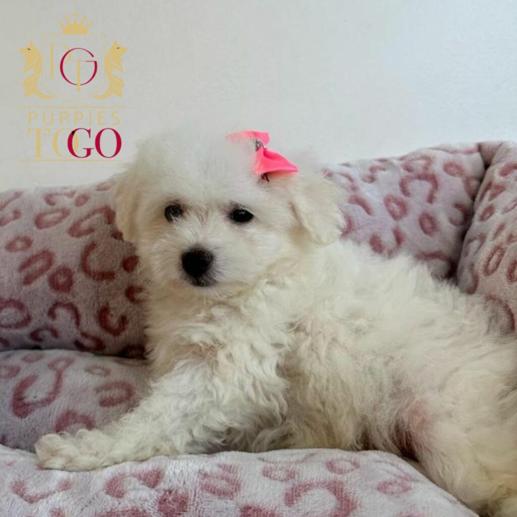 Bichon Frise Puppies for Sale