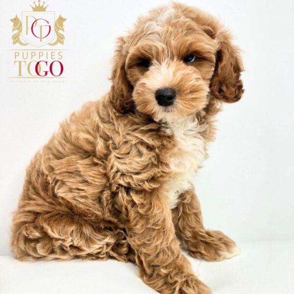 Puppy Near Me for Sale Discover adorable Cavapoo puppies at Puppies To Go INC.