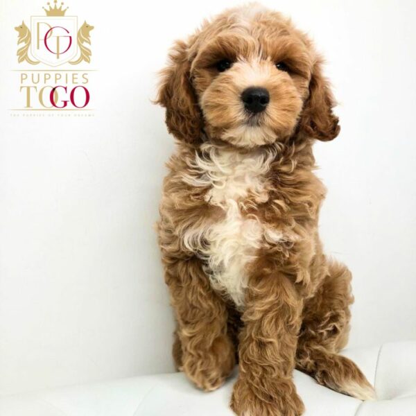 Discover adorable Cavapoo puppies at Puppies To Go INC.