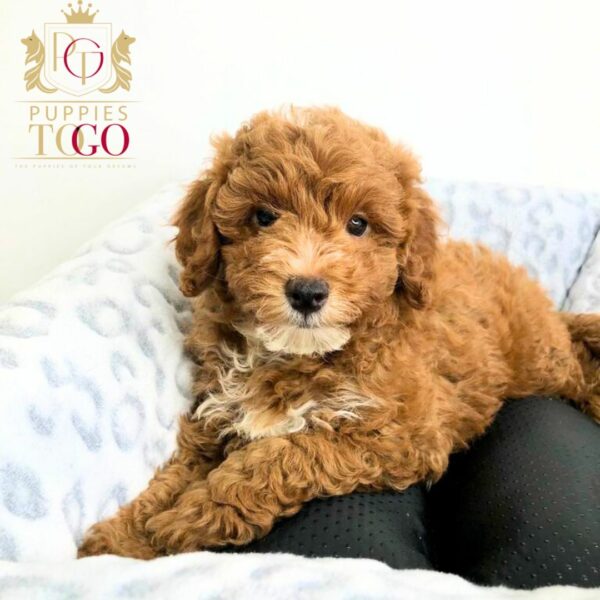 Discover adorable Cavapoo puppies at Puppies To Go INC.