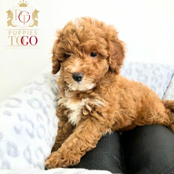 Discover adorable Cavapoo puppies at Puppies To Go INC.