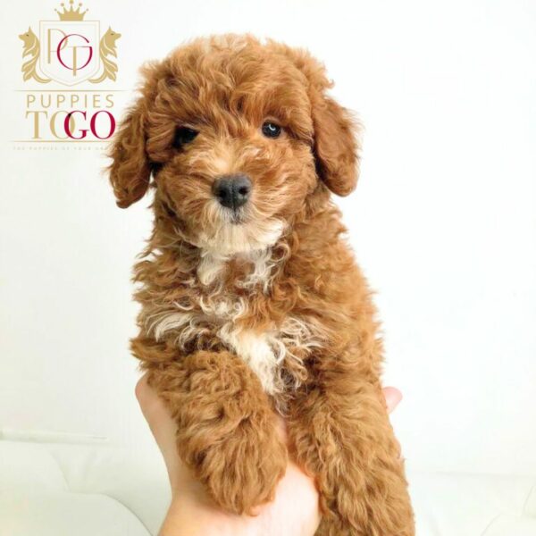 Puppies in Miami Discover adorable Cavapoo puppies at Puppies To Go INC.