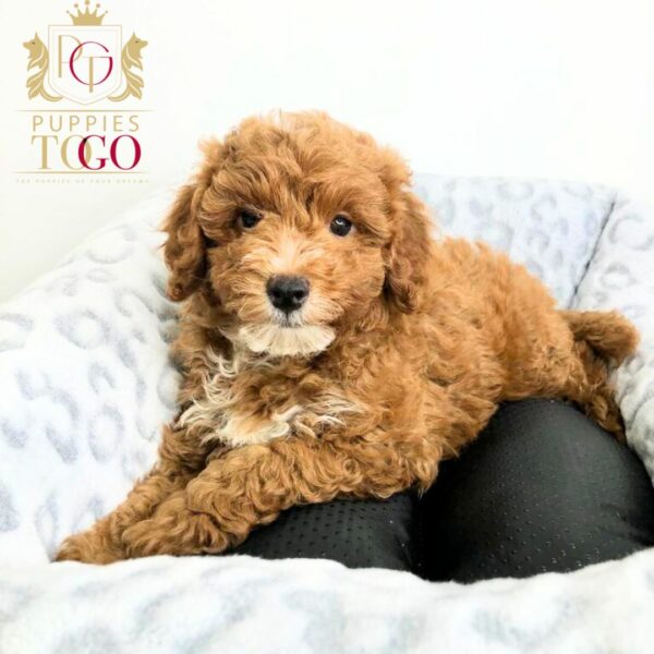 Discover adorable Cavapoo puppies at Puppies To Go INC.