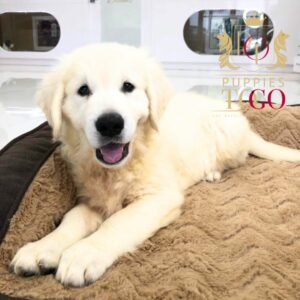 Golden Retriever puppies for sale