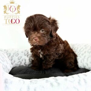 Shih Tzu Puppies: Your Bundle of Joy