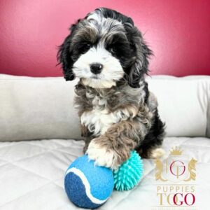 Cockapoo Puppies: Your New Furry Adventure Finding Puppies for Sale Near Me