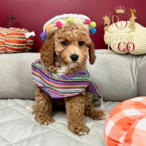 Cockapoo Puppies: Your New Furry Adventure Finding Puppies for Sale Near Me