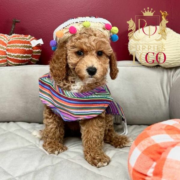Cockapoo Puppies: Your New Furry Adventure Finding Puppies for Sale Near Me