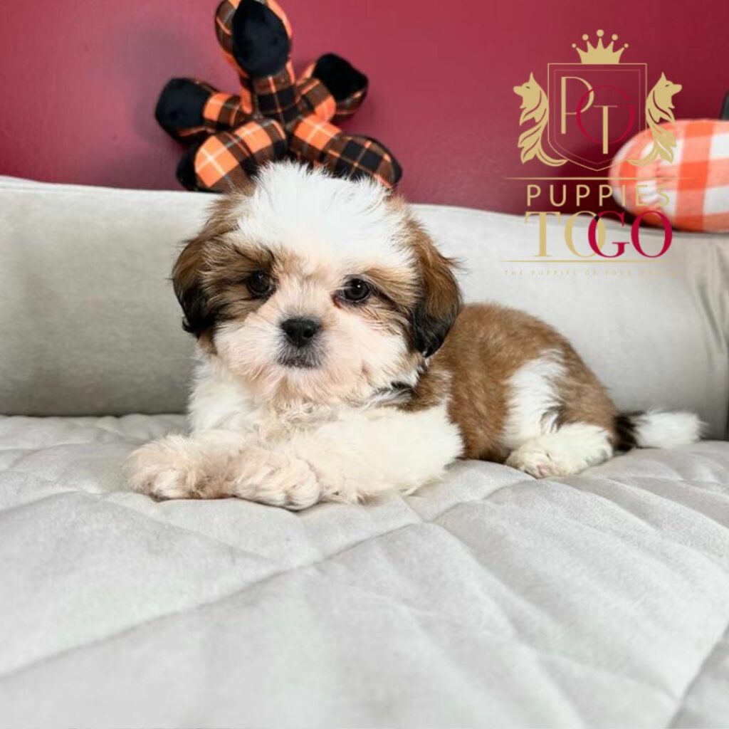 Puppy Financing with No Credit Check Discover adorable Shih Tzu puppies for sale at Puppies To Go INC