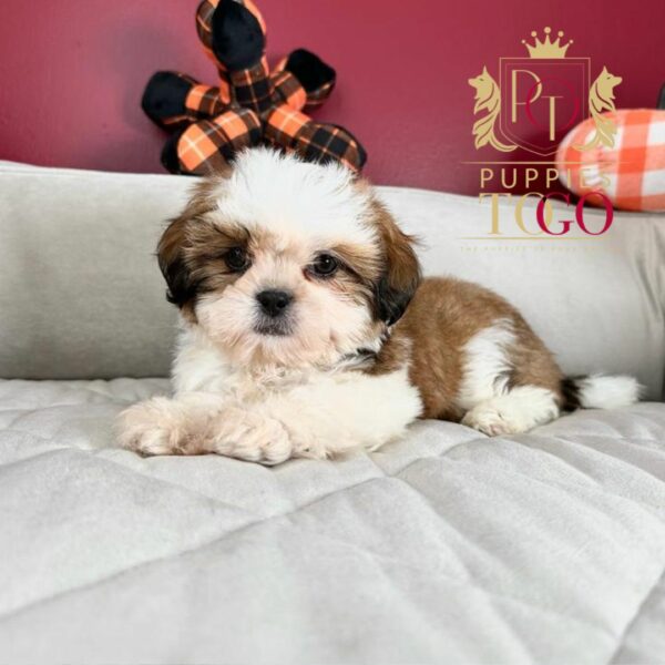 Puppy Financing with No Credit Check Discover adorable Shih Tzu puppies for sale at Puppies To Go INC