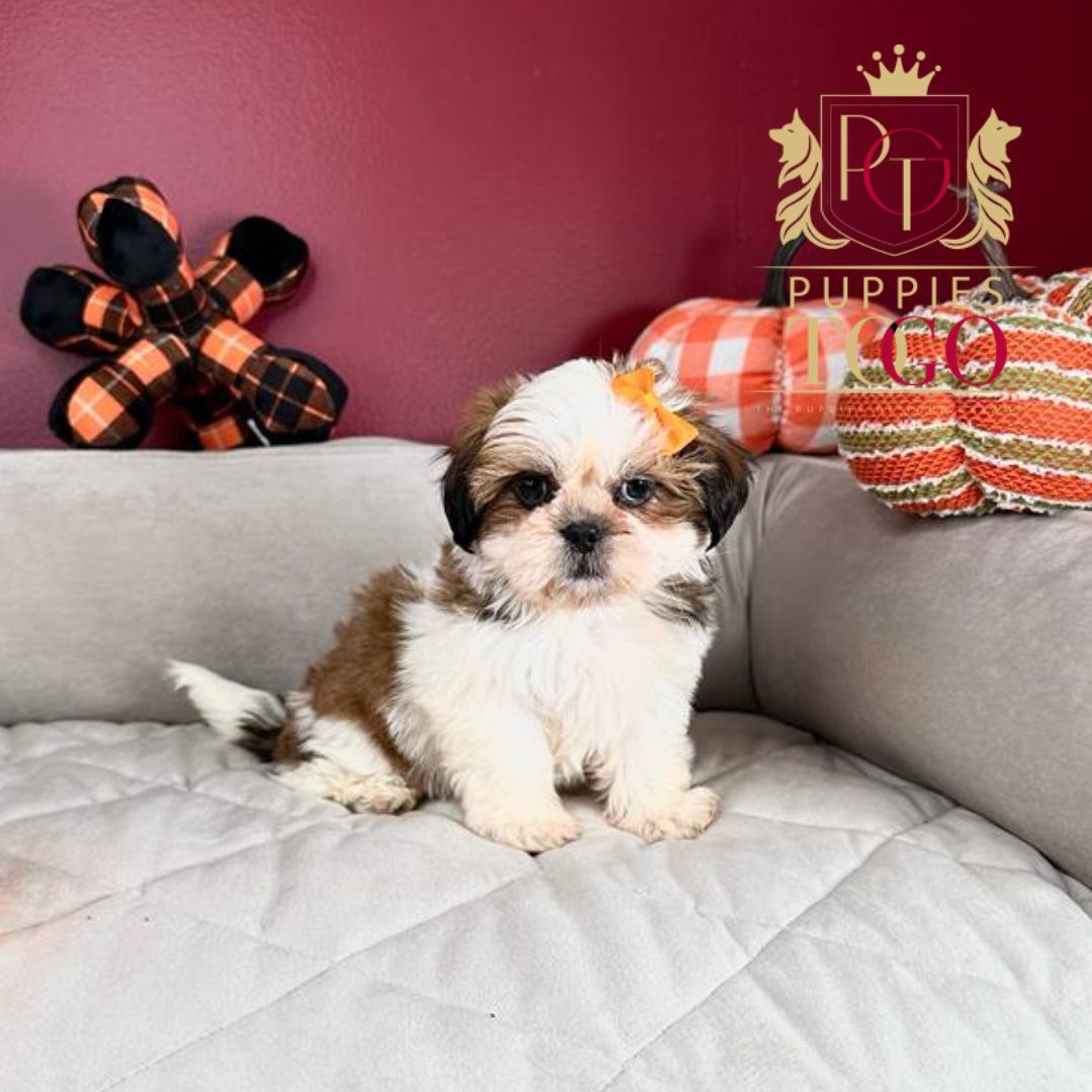 Shih Tzu Puppies for Sale Puppy Financing with No Credit Check Discover adorable Shih Tzu puppies for sale at Puppies To Go INC