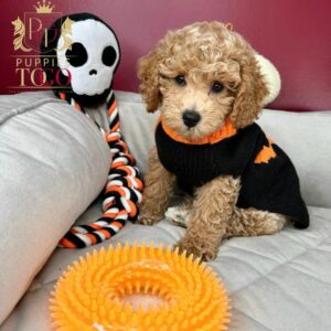 Cockapoo Puppies: Your New Furry Adventure Finding Puppies for Sale Near Me