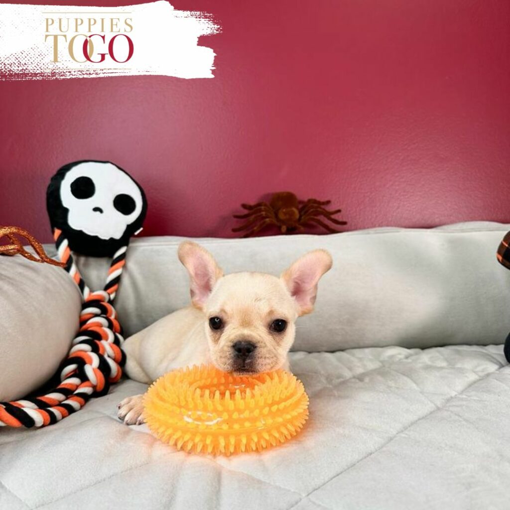 Puppies for Sale in Miami FL FRENCH BULLDOG