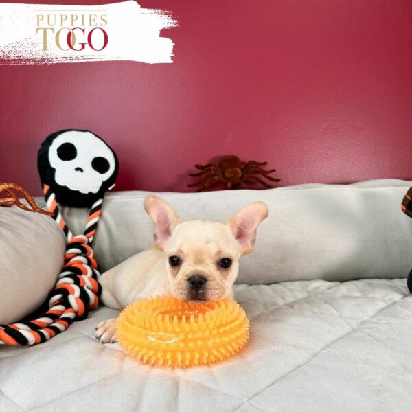 Puppies for Sale in Miami FL FRENCH BULLDOG