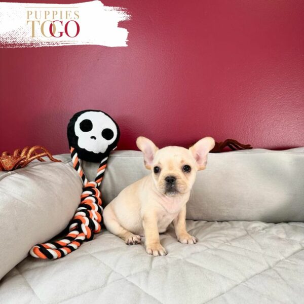Puppies for Sale in Miami FL FRENCH BULLDOG