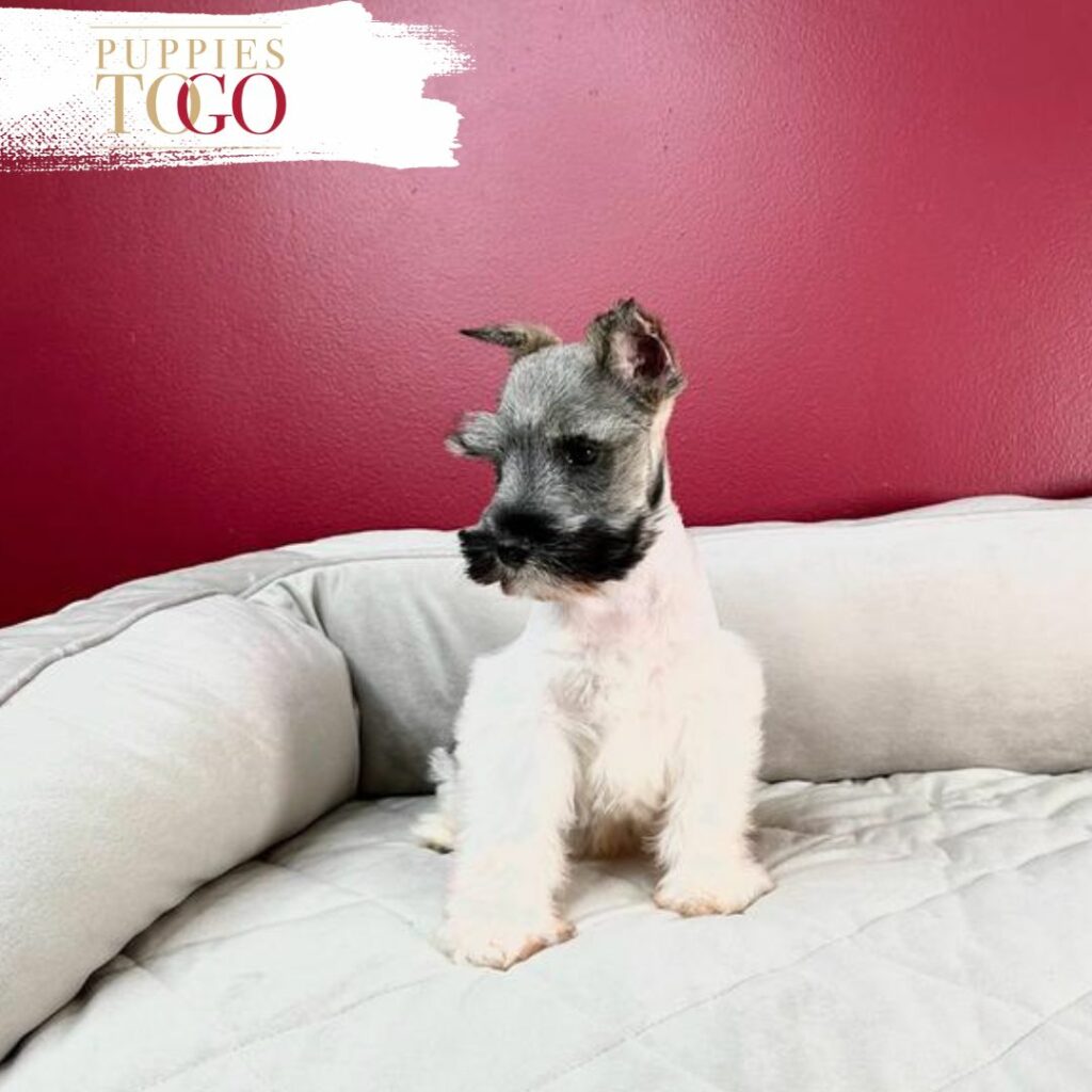 Dog Sale Miami Miniature Schnauzer, Miniature Schnauzer Puppy, Miniature Schnauzer Puppies for Sale, Black Miniature Schnauzer, Salt and Pepper Miniature Schnauzer, Miniature Schnauzer Breeders, Mini Schnauzer Mix, Mini Schnauzer Size, Mini Schnauzer Temperament, Miniature Schnauzer Price