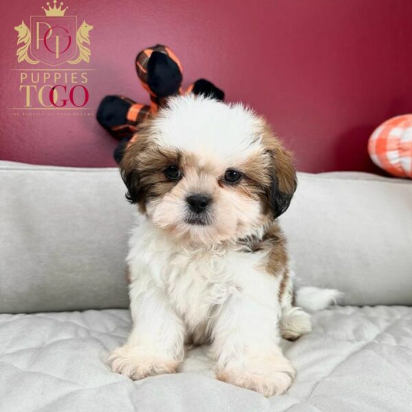 Puppy Financing with No Credit Check Discover adorable Shih Tzu puppies for sale at Puppies To Go INC