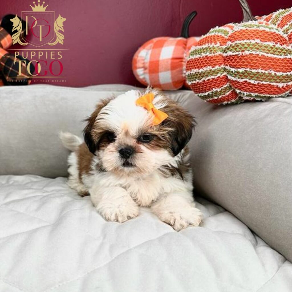Puppy Financing with No Credit Check Discover adorable Shih Tzu puppies for sale at Puppies To Go INC