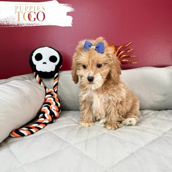 Cockapoo F Red #0416 - Image 2