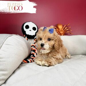 Puppies To Go Miami Cockapoo Puppies: Your New Furry Adventure Finding Puppies for Sale Near Me