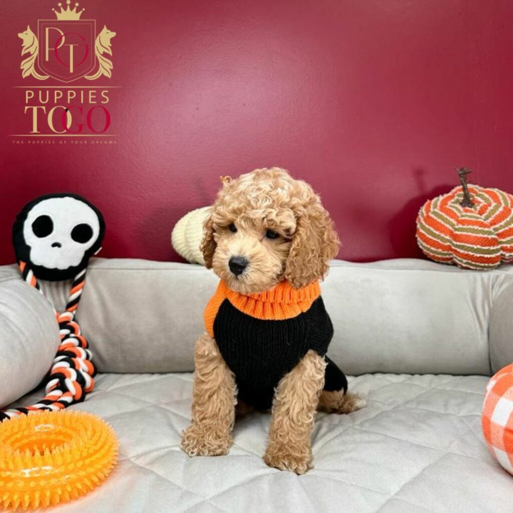 Cockapoo for Sale in Miami Cockapoo Puppies: Your New Furry Adventure Finding Puppies for Sale Near Me