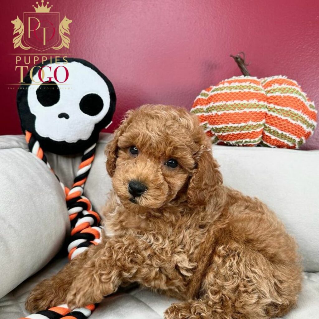 Cavapoo Puppy for Sale Near Me Cockapoo Puppies: Your New Furry Adventure Finding Puppies for Sale Near Me