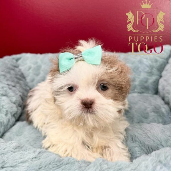 Puppy Financing with No Credit Check Discover adorable Shih Tzu puppies for sale at Puppies To Go INC