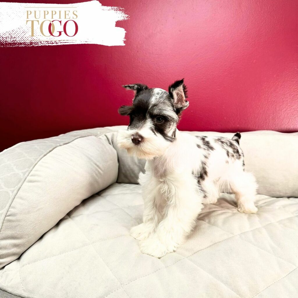 Dog Sale Miami Miniature Schnauzer, Miniature Schnauzer Puppy, Miniature Schnauzer Puppies for Sale, Black Miniature Schnauzer, Salt and Pepper Miniature Schnauzer, Miniature Schnauzer Breeders, Mini Schnauzer Mix, Mini Schnauzer Size, Mini Schnauzer Temperament, Miniature Schnauzer Price
