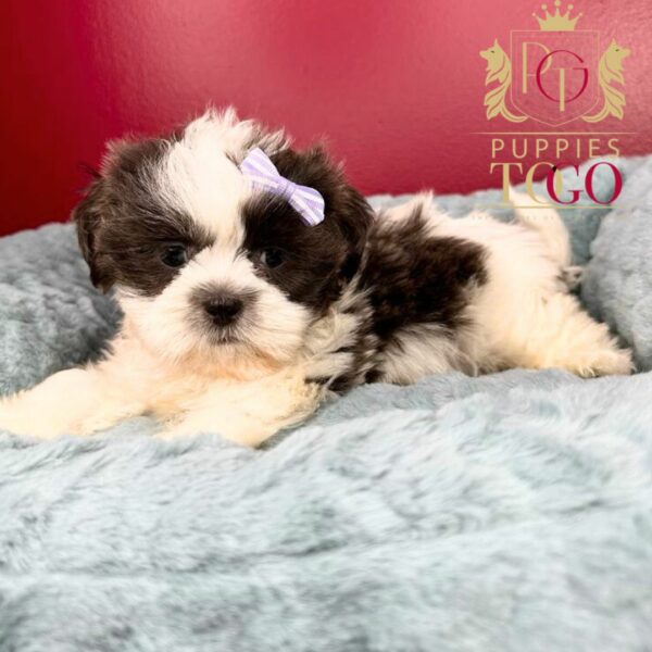 Puppy Financing with No Credit Check Discover adorable Shih Tzu puppies for sale at Puppies To Go INC