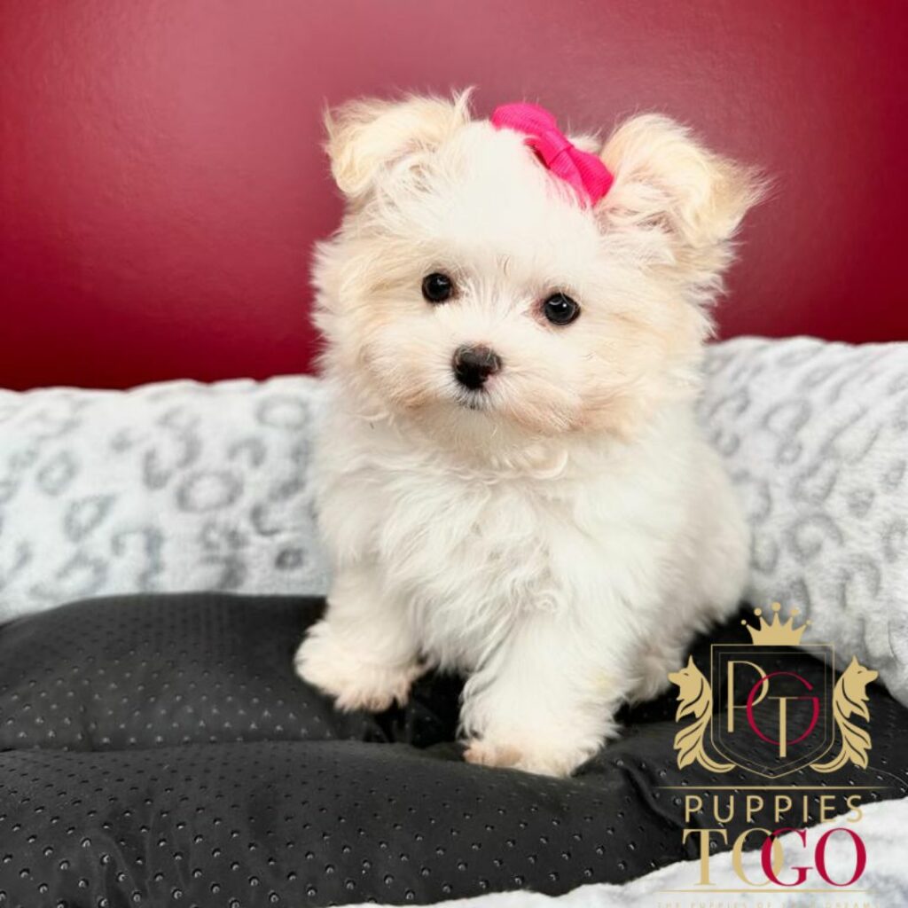 Puppy for Sale Puppies To Go INC offers adorable Pomatese puppies for sale. Find your perfect furry companion today! Visit our shop or contact us on WhatsApp. 🐶❤️