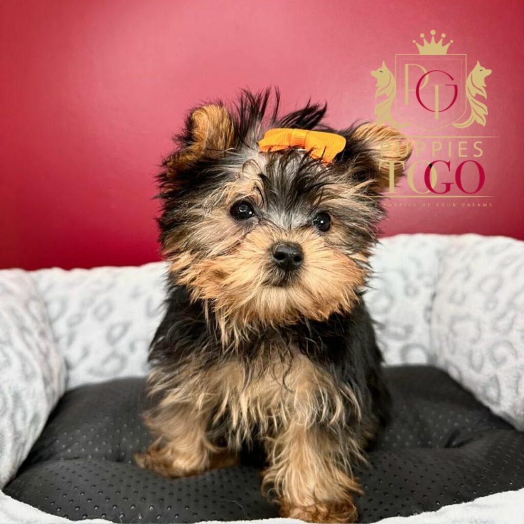 Miami Puppies for Sale Yorkie Puppies for Sale Miami