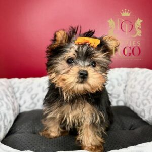 Miami Puppies for Sale Yorkie Puppies for Sale Miami