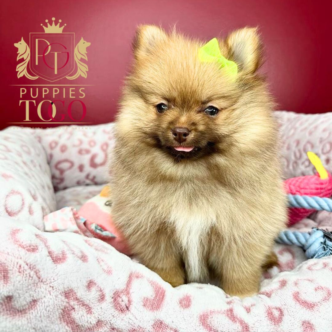 Pomeranian Puppies for Sale Near Me puppiestogoinc.com, puppies to go store, Pomeranian puppies, Pomeranian puppies for sale, Pomeranian puppies for sale miami, Pomeranian for sale, Pomeranian breeders, Pomeranian puppies near me, Pomeranian puppies for sale near me, Pomeranian breeders near me, Pomeranian for sale near me