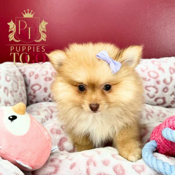 puppiestogoinc.com, puppies to go store, Pomeranian puppies, Pomeranian puppies for sale, Pomeranian puppies for sale miami, Pomeranian for sale, Pomeranian breeders, Pomeranian puppies near me, Pomeranian puppies for sale near me, Pomeranian breeders near me, Pomeranian for sale near me